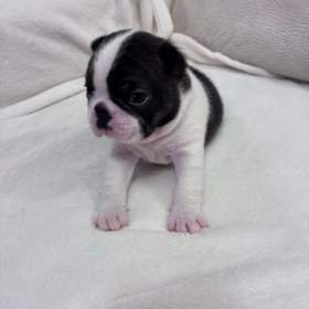 Foto inzerátu Boston,Bostonský teriér,Boston Terrier