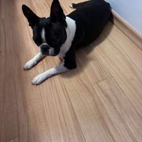 Foto inzerátu Boston,Bostonský teriér,Boston Terrier