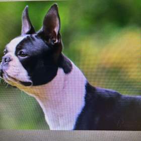 Foto inzerátu Boston,Bostonský teriér,Boston Terrier