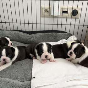 Foto inzerátu Boston,Bostonský teriér,Boston Terrier