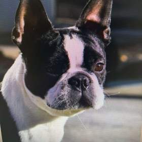 Foto inzerátu Boston,Bostonský teriér,Boston Terrier