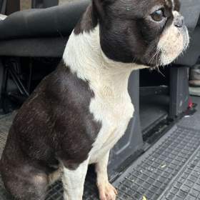 Boston, Bostonský teriér, Boston Terrier / 19967928