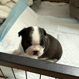 Foto inzerátu Boston,Bostonský teriér,Boston Terrier