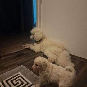Foto inzerátu Goldendoodle