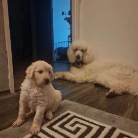 Foto inzerátu Goldendoodle