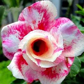 Fotka k inzerátu Adenium obesum wanjai -  semena / 19390385
