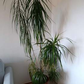 Fotka k inzerátu Dracena / 19390385