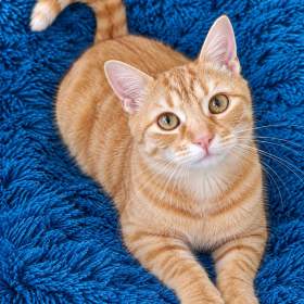 Foto inzerátu GARFIELD a GINGER - 1 rok, kastrovaní 