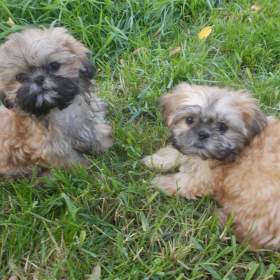 Fotka k inzerátu Prodám štěňátka Shih tzu / 19279326