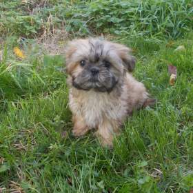 Foto inzerátu Prodám štěňátka Shih tzu