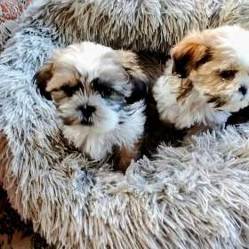 Foto inzerátu Prodám štěňátka Shih tzu