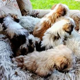 Foto inzerátu Prodám štěňátka Shih tzu