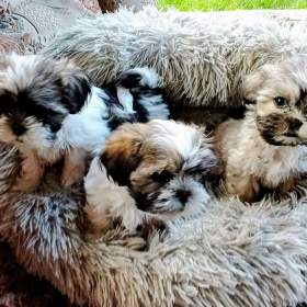 Foto inzerátu Prodám štěňátka Shih tzu