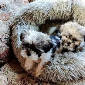 Foto inzerátu Prodám štěňátka Shih tzu