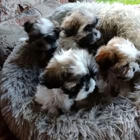 Foto inzerátu Prodám štěňátka Shih tzu