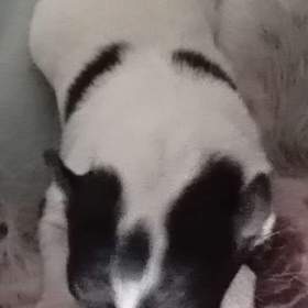 Foto inzerátu Prodam štěně, pejska hladkosrsteho foxteriera s PP