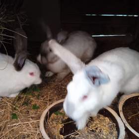 Foto inzerátu Kralici