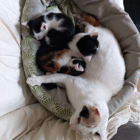 Foto inzerátu Koťátka zdarma