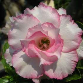 Fotka k inzerátu Adenium obesum ploypakay -  semena / 19970457