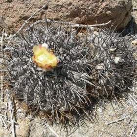 Fotka k inzerátu Kaktus Copiapoa echinoides -  semena / 17311508