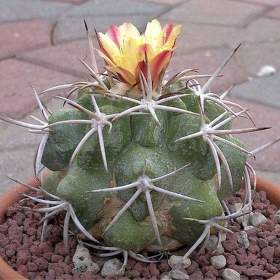 Fotka k inzerátu Kaktus Copiapoa vallenarensis -  semena / 17311508