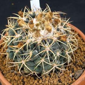 Foto inzerátu Kaktus Coryphantha bumamma v. bianca - semena