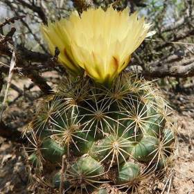 Fotka k inzerátu Kaktus Coryphantha delaetiana -  semena / 17311508