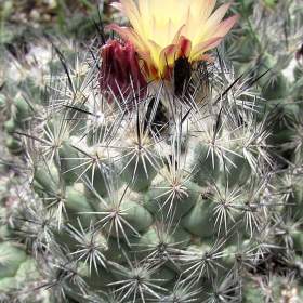 Foto inzerátu Kaktus Coryphantha durangensis Rodeo Nazas - semena