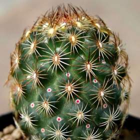 Foto inzerátu Kaktus Coryphantha echinoidea SB 26 - semena