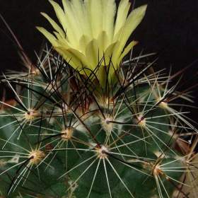 Fotka k inzerátu Kaktus Coryphantha gladispina DJF 757.45 -  semena / 17311508