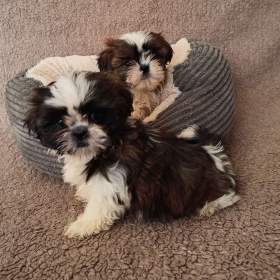 Foto inzerátu Shih-tzu - prodám štěňata bez pp