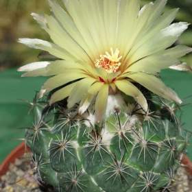 Fotka k inzerátu Kaktus Coryphantha palmeri -  semena / 19349126