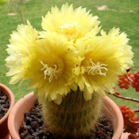 Fotka k inzerátu Kaktus Eriocactus leninghausii -  semena / 19349126
