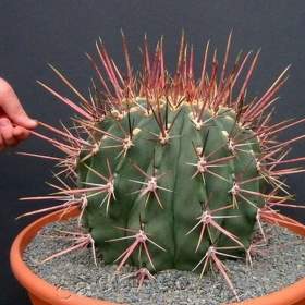 Fotka k inzerátu Kaktus Ferocactus emoryi subsp. Rectispinus -  semena / 19349126