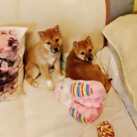 Fotka k inzerátu Shiba Inu  / 19832292