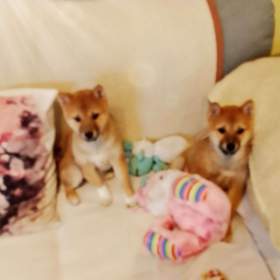 Foto inzerátu Shiba Inu