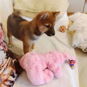 Foto inzerátu Shiba Inu