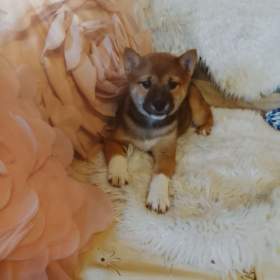 Foto inzerátu Shiba Inu