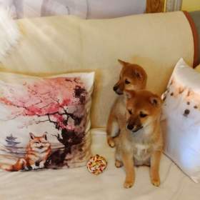 Foto inzerátu Shiba Inu
