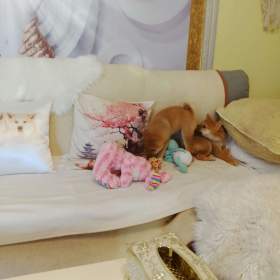 Foto inzerátu Shiba Inu