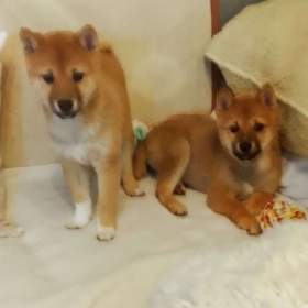 Foto inzerátu Shiba Inu