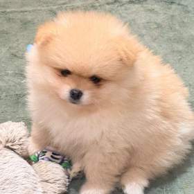 Foto inzerátu Rozkošné štěně pomeraniana