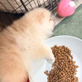 Foto inzerátu Rozkošné štěně pomeraniana