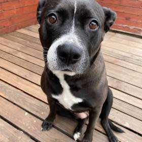 Foto inzerátu ELLIE - 29 kg, kastrovaná fenečka 5 let 