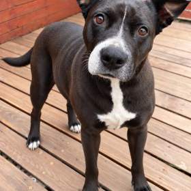 Foto inzerátu ELLIE - 29 kg, kastrovaná fenečka 5 let 