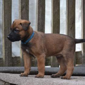 Foto inzerátu Belgický ovčák malinois s PP
