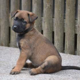 Foto inzerátu Belgický ovčák malinois s PP