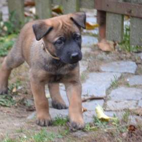 Foto inzerátu Belgický ovčák malinois s PP