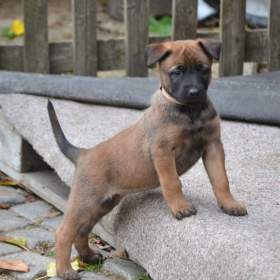 Foto inzerátu Belgický ovčák malinois s PP