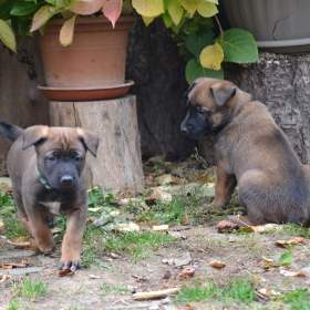 Foto inzerátu Belgický ovčák malinois s PP